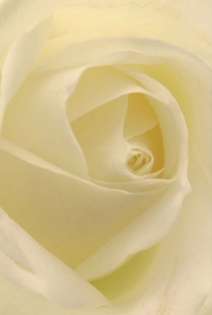 Seen up close, this classic white rose is a portrait of tranquility and refined beauty-its layered petals softly interweaving in a spiral that invites reflection. Shades of white and buttery cream blend with the subtle radiance characteristic of early light over Beddington's historic village green, every highlight and shadow adding dimension and poise. The innermost core, precisely curled, suggests innocence and quiet endurance-a fitting symbol for moments of personal connection, heartfelt gestures, or the grace of a wedding bouquet prepared by experienced hands along Croydon Road. The smooth texture and clean fragrance seem to leap from the image, like the anticipation that builds before guests gather in a candlelit Beddington home. Expert local technique shines through in the gentle precision of each curve and the balance of colour and form, making this bloom an emblem of reassurance and hope in times of both celebration and reflection. The rose's subtle flair and elegant artistry provide timeless comfort, echoing the tradition and care that define floral designs throughout the community.